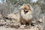 SPITZ ALLEMAND 316